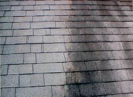 Algae Gloeocapsa magma on asphalt shingles