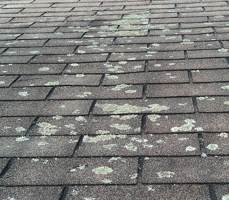 Lichen on roof shingles