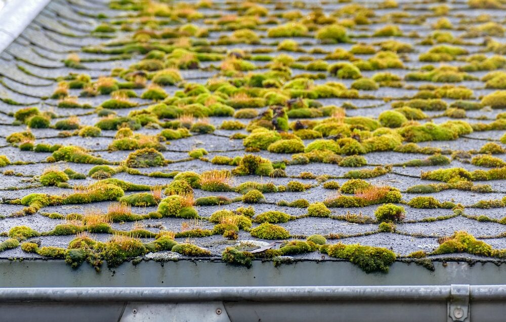 Moss growth on roof shingles