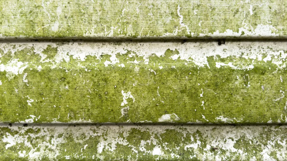 Organic growth on siding