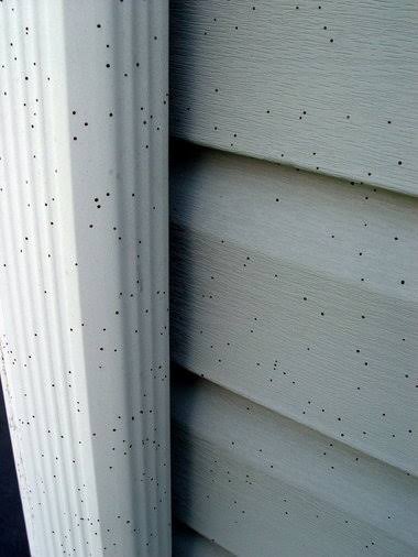 Artillery fungus on siding