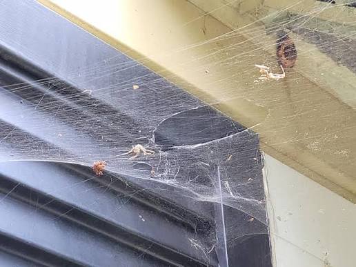 Cobwebs on exterior siding