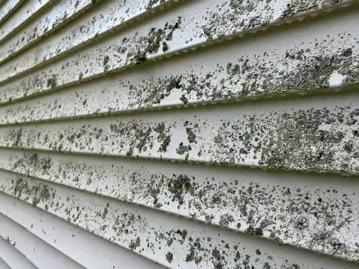 Lichen on siding