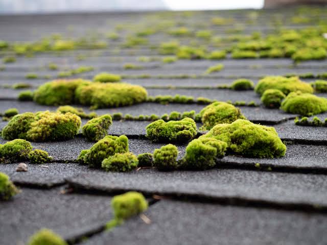 Moss on roof
