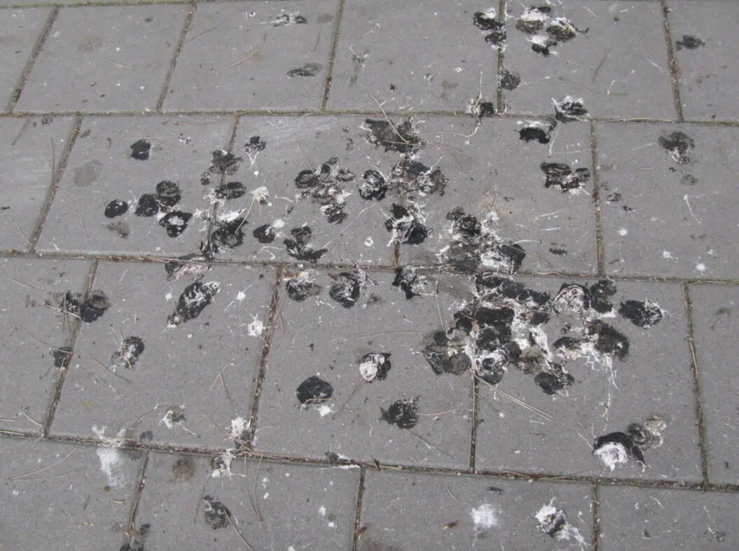 Pigeon droppings