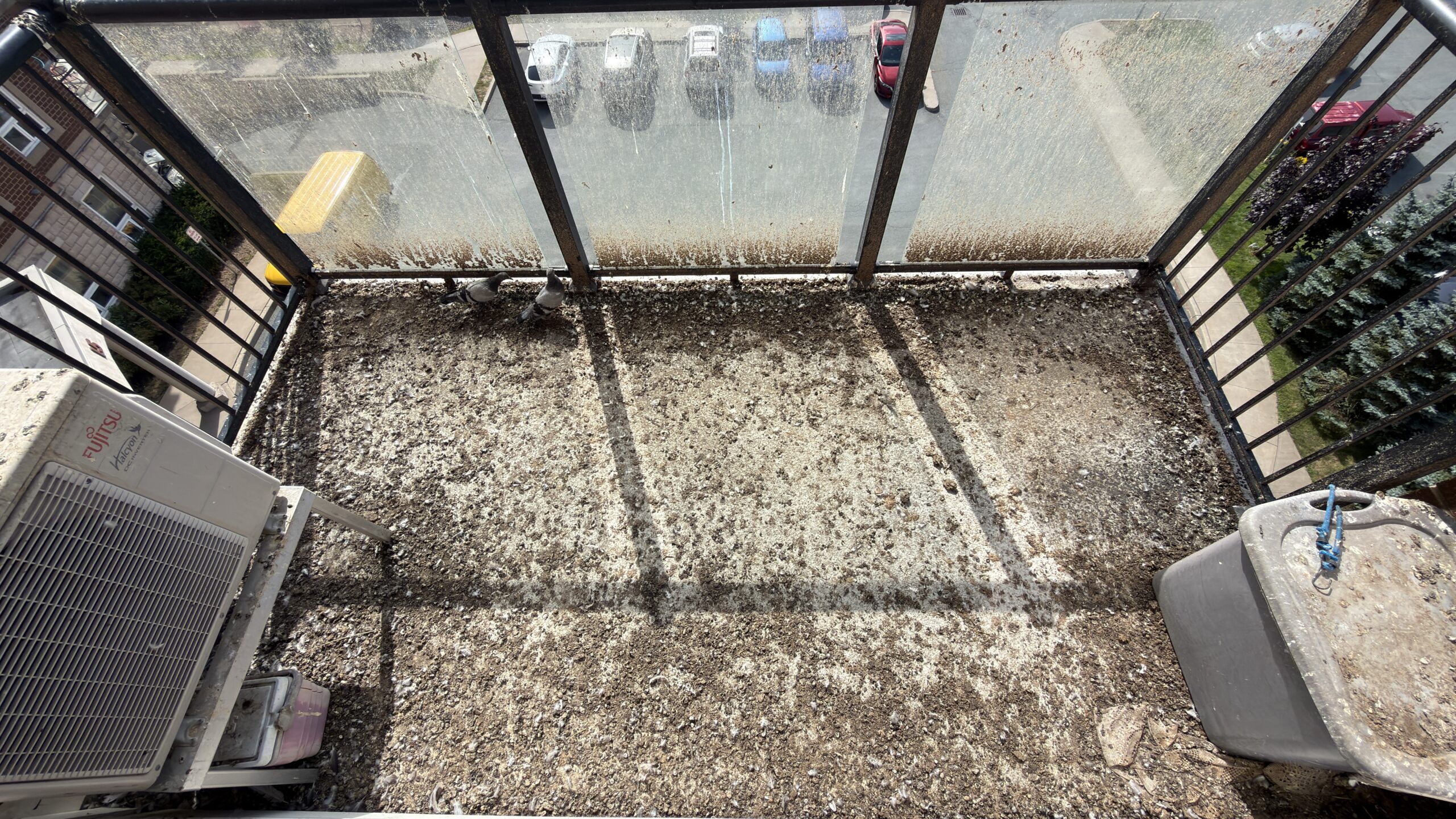 Pigeons and heavy surface buildup on a concrete balcony before cleaning