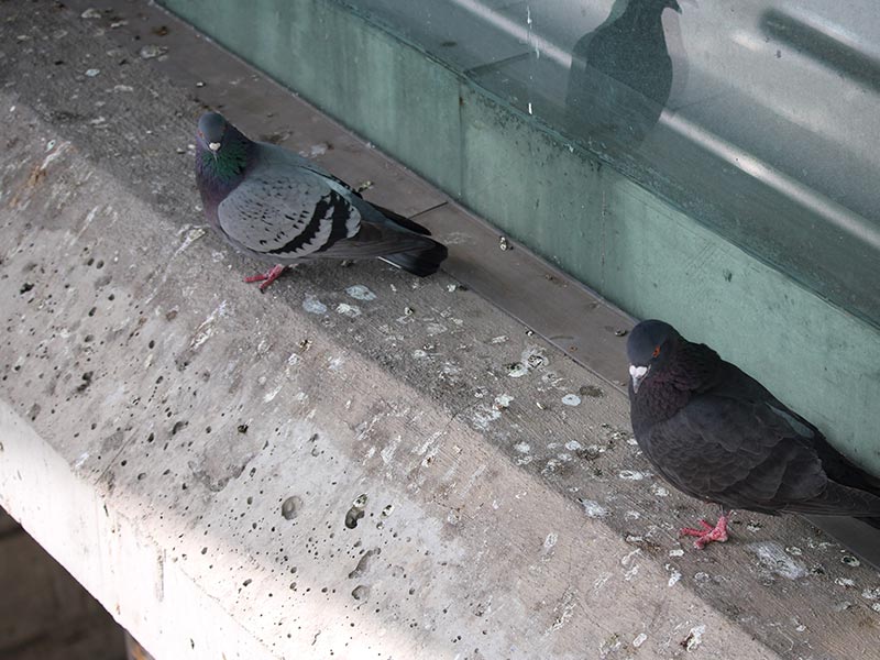 Pigeons and bird droppings on a concrete building ledge