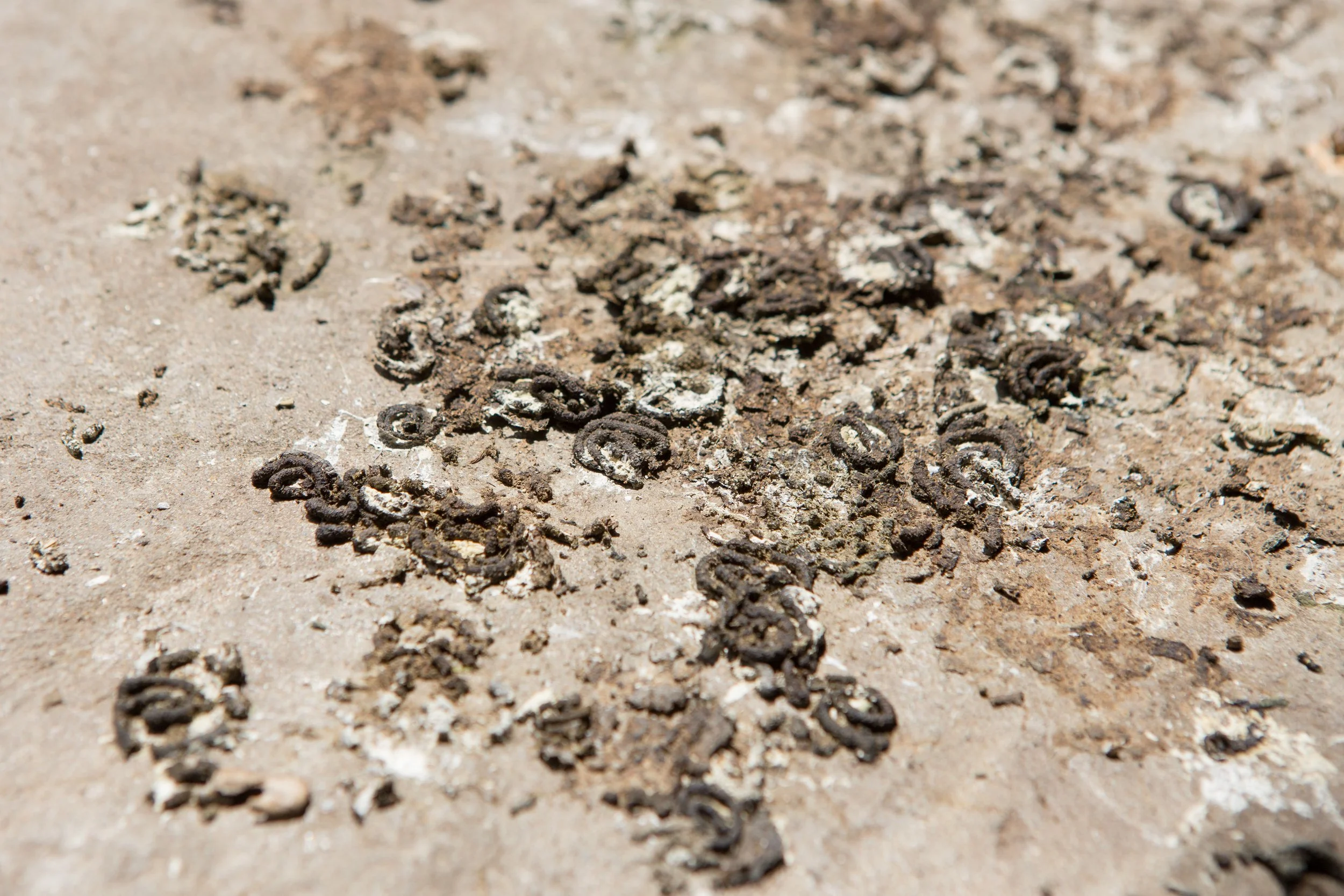 Accumulated pigeon droppings on an exterior surface before cleanup