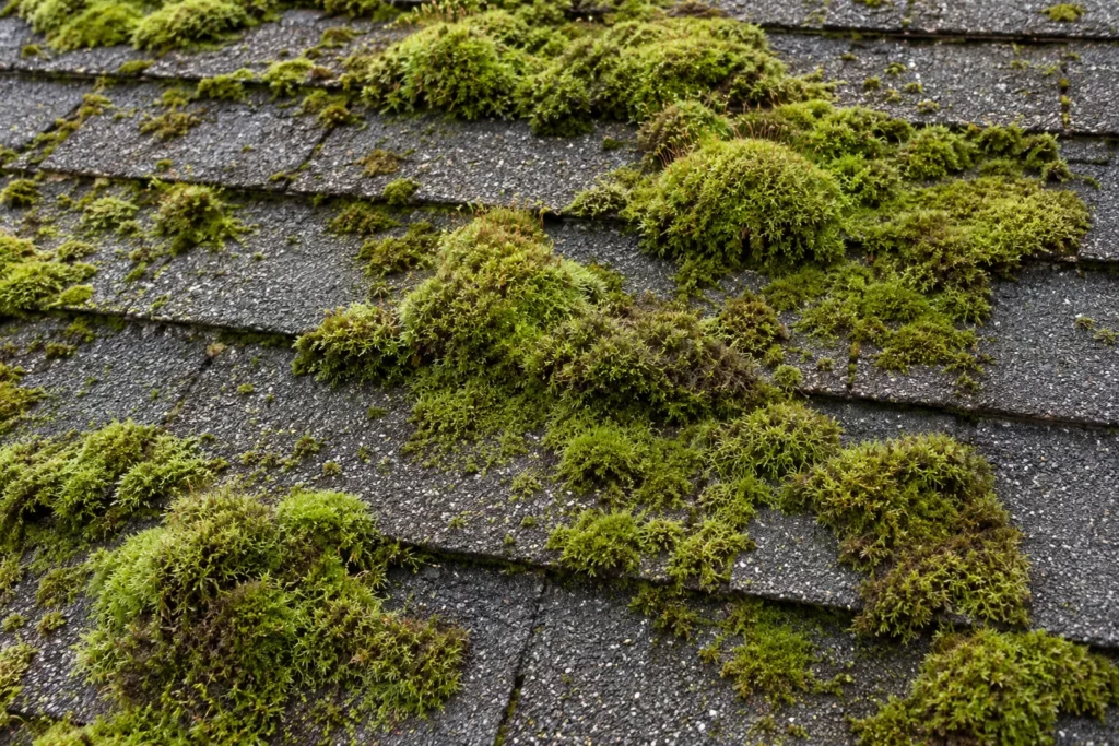Thick green moss cushions on weathered grey asphalt shingles