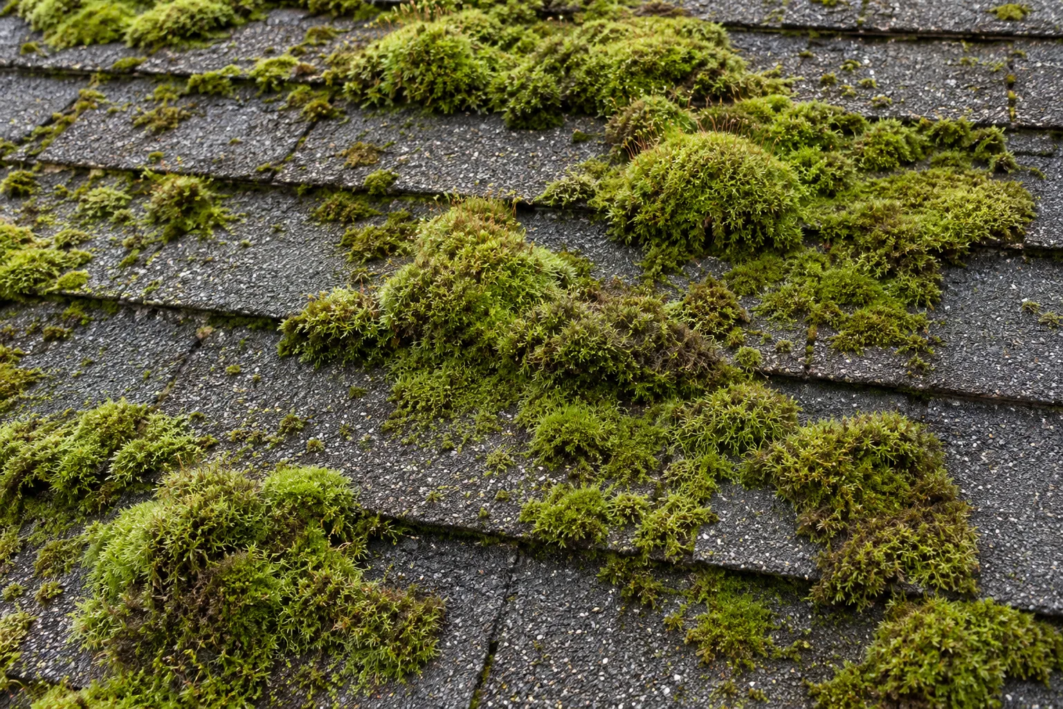 Thick green moss cushions on weathered grey asphalt shingles