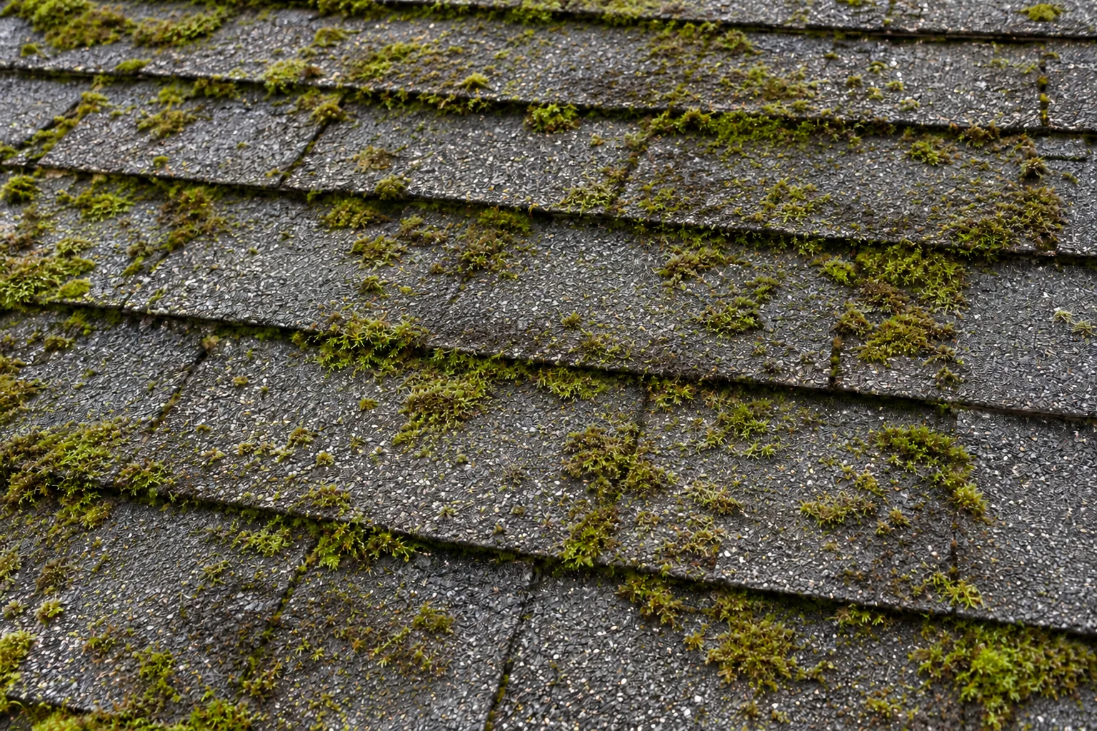Thin green moss remaining after large loose clumps have been removed