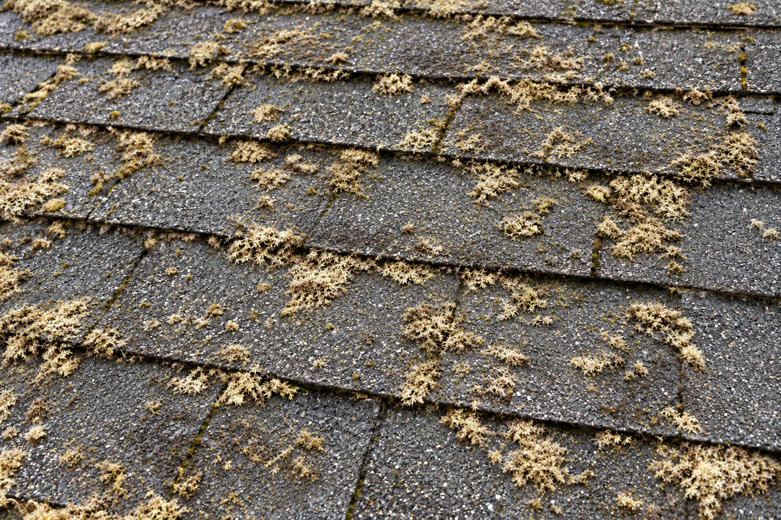 Attached roof moss turning pale cream-white after treatment