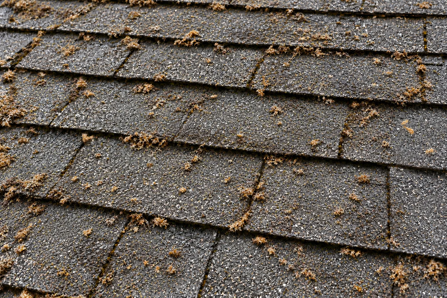 Dry brown moss fragments gradually breaking away from asphalt shingles